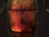 Chrysis longula